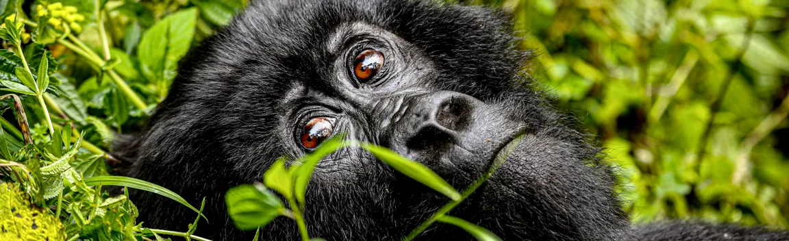 Help Virunga s Community Scouts Safeguard the Gorilla Population